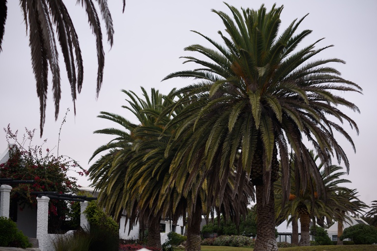 Palm trees in Walvis Bay