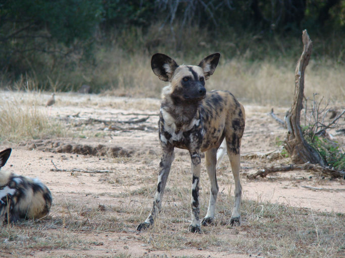 Moditlo Nature Reserve, Hoedspruit view