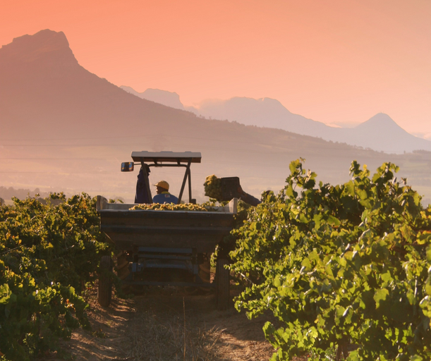 Workers in the vineyards