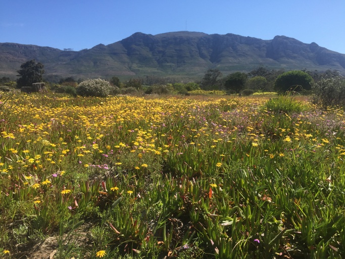 Tokai, Cape Town view