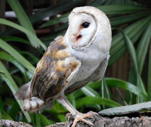 Owl at the Umgeni River Bird Park.png