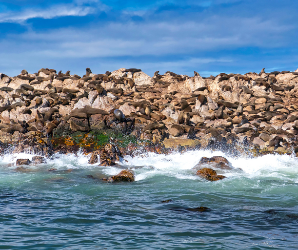 Cape Fur seals in Gansbaai