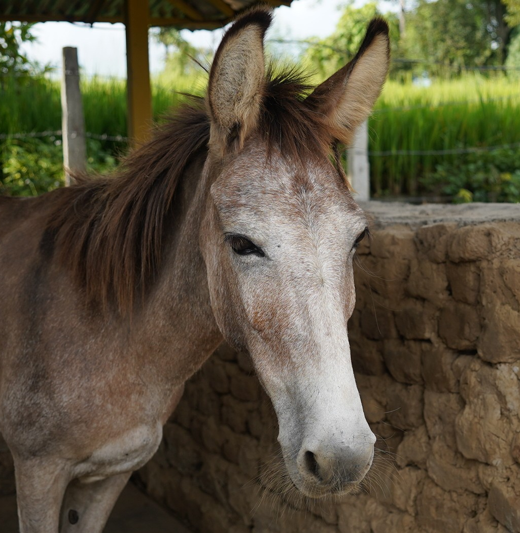 Chimni (Resident)