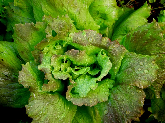 Image of Lettuce