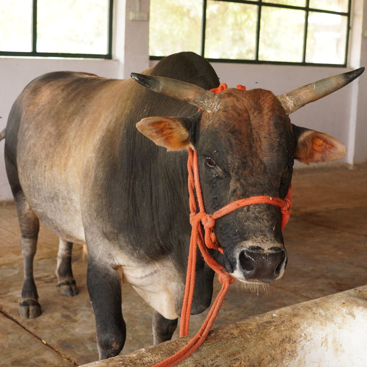 Toofan