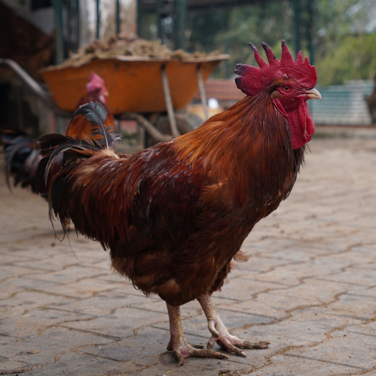 Amrood (Resident)