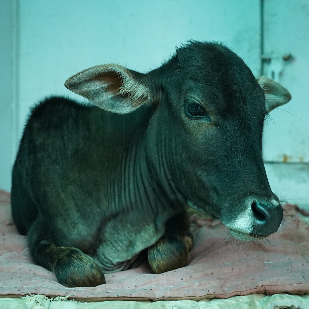 Shreelu (Resident)