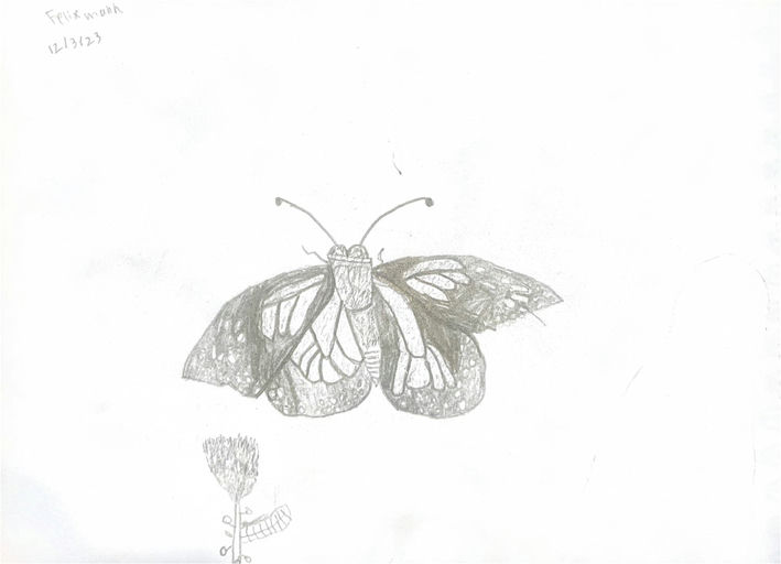 Beautiful butterfly