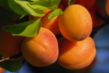 Austrian apricot cake (traditional & Thermomix)