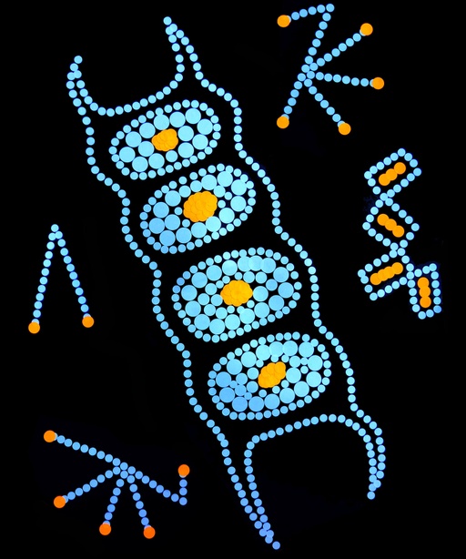 Detail number 1 of Plankton: Our Invisible Foundation – Santa Cruz Museum of Art & History