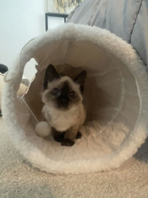 Luna - Luna