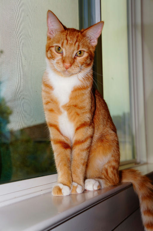 cats - Diesel Image 1