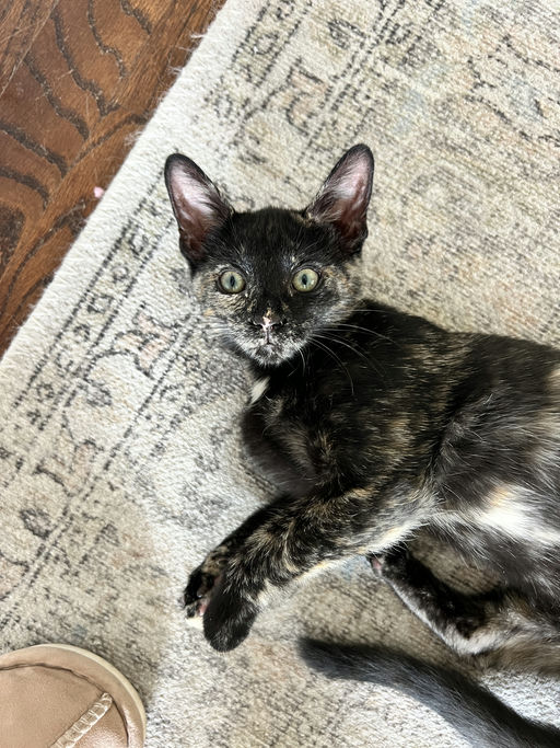 cats - Sybill Image 9