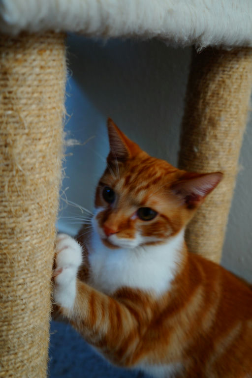 cats - Coco Image 2