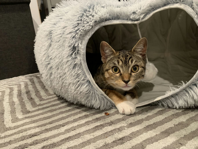 cats - Athena Image 2