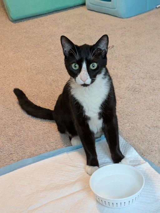 cats - Mr. Kitty Image 2