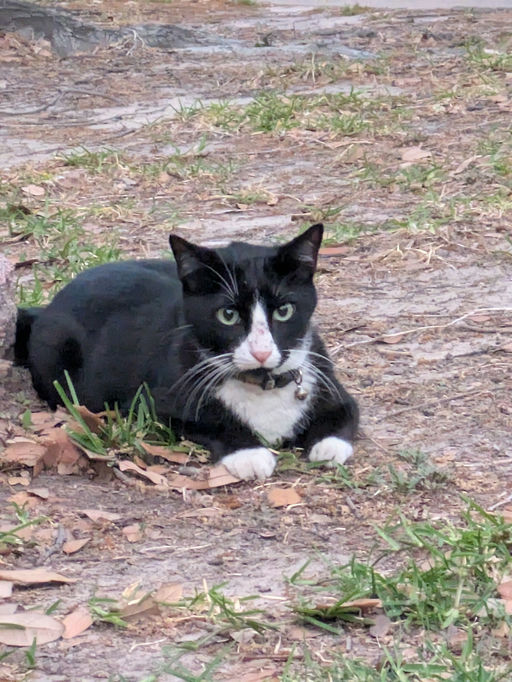 cats - Mr. Kitty Image 1