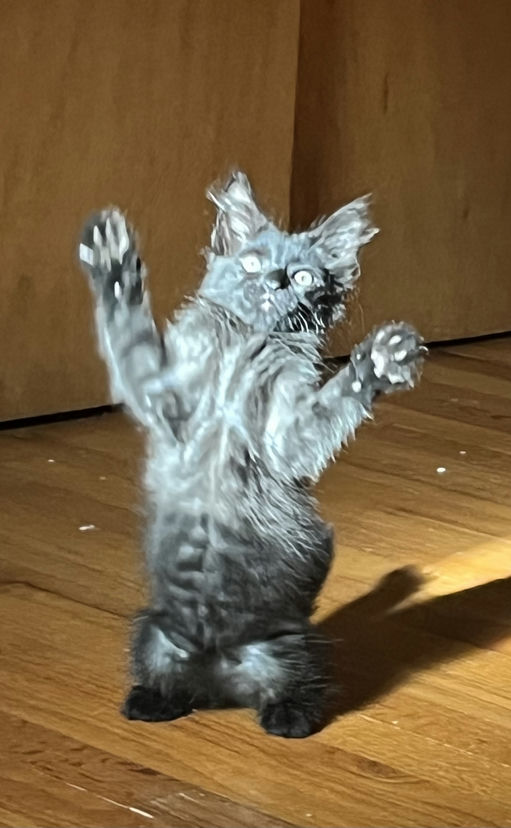 cats - Pea Image 0