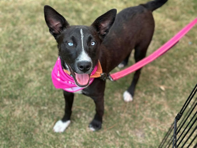 Roxy - Roxy
