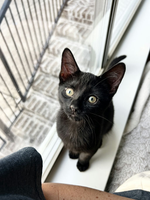 cats - Snape Image 1