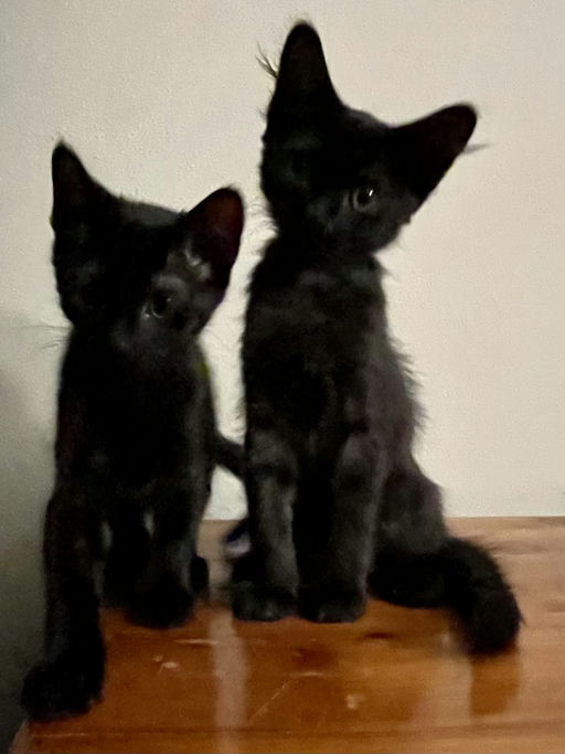 cats - Pea Image 1