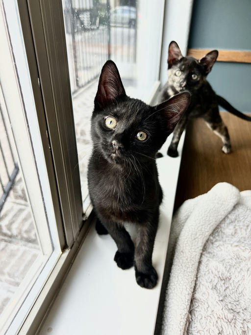 cats - Snape Image 5