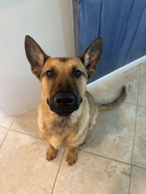 Duke - Duke