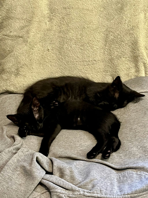 cats - Pea Image 2