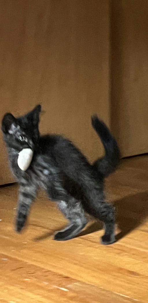 cats - Pea Image 4