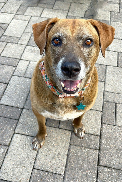 dogs - Izzy Image 4