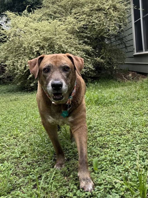 dogs - Izzy Image 0