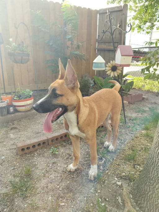 dogs - Miel Image 1