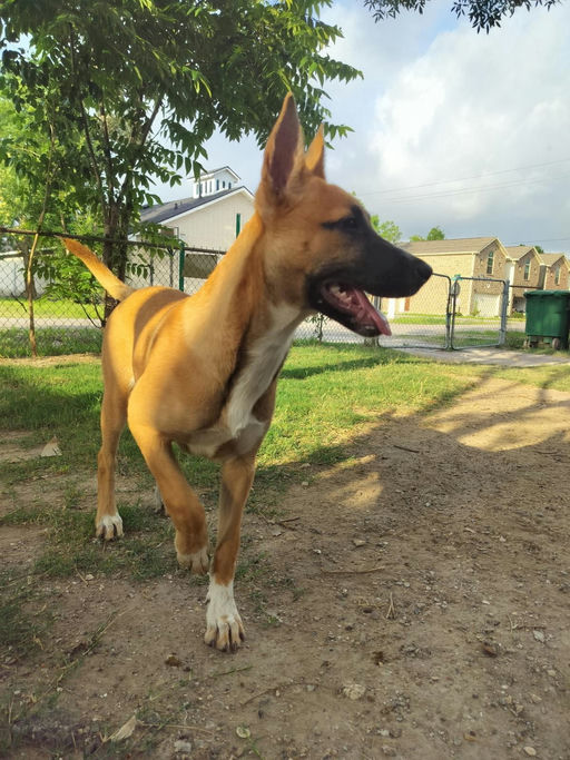 dogs - Miel Image 2