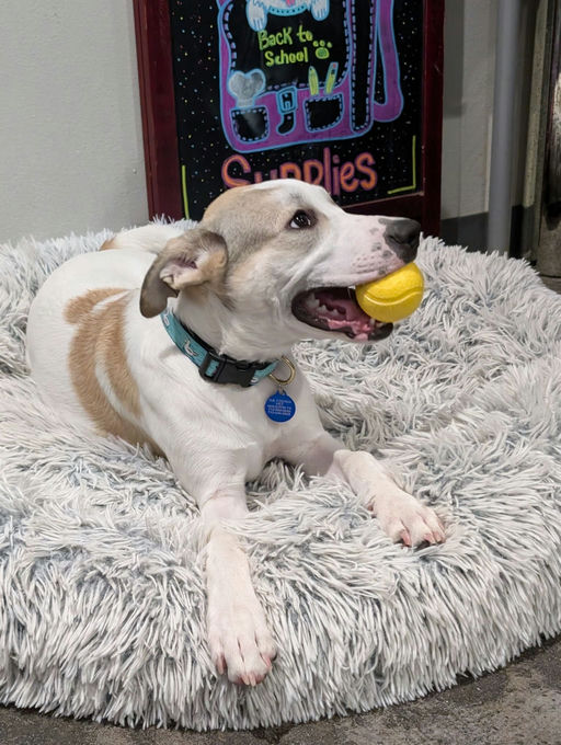 dogs - Monkey Image 11