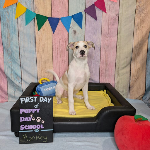 dogs - Monkey Image 2