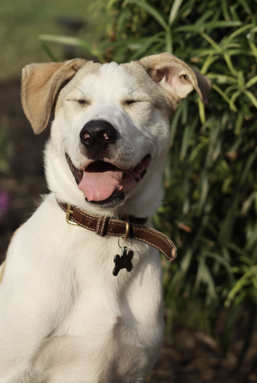 dogs - Monkey Image 9