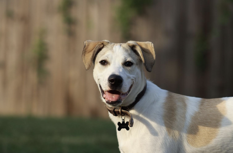 dogs - Monkey Image 10