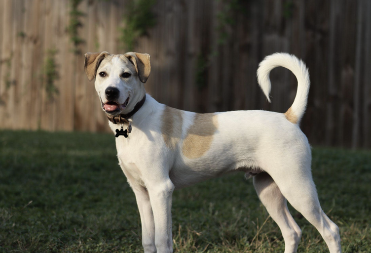 dogs - Monkey Image 14