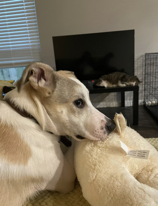 dogs - Monkey Image 6