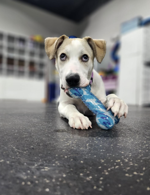 dogs - Monkey Image 5