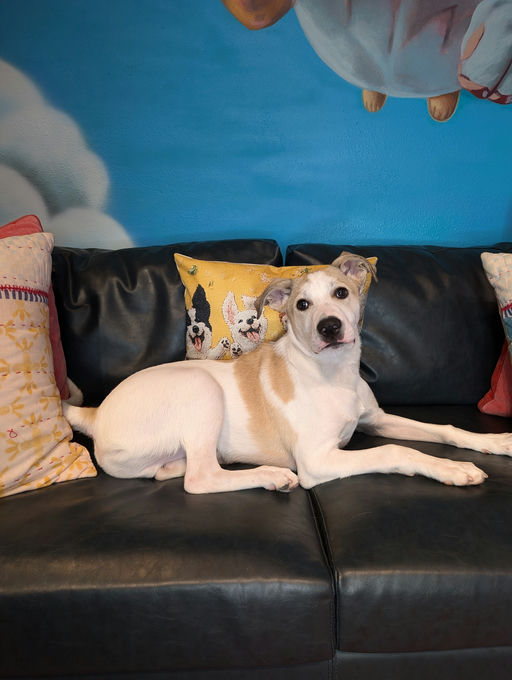 dogs - Monkey Image 3