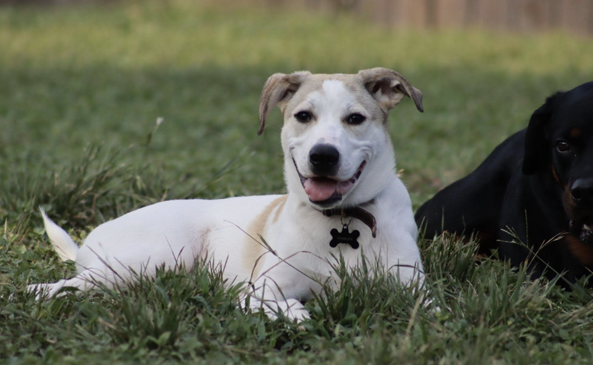 dogs - Monkey Image 8