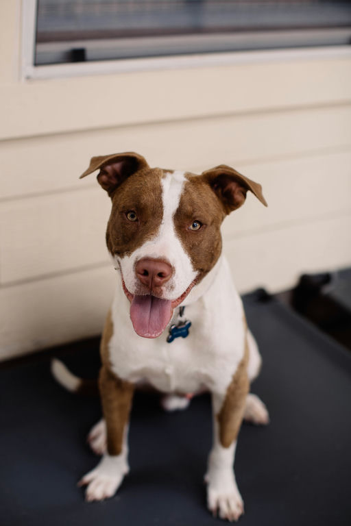 dogs - Copper Image 10