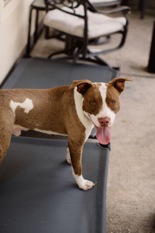 dogs - Copper Image 9