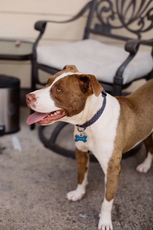 dogs - Copper Image 8