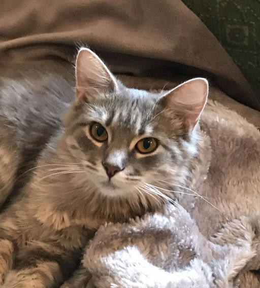 cats - Kiki Image 1
