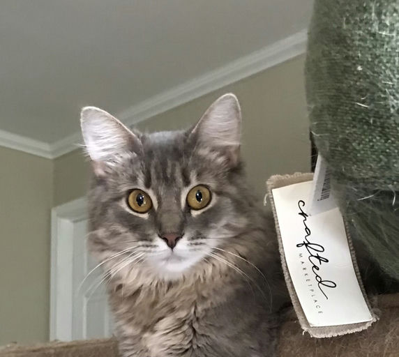 cats - Kiki Image 7