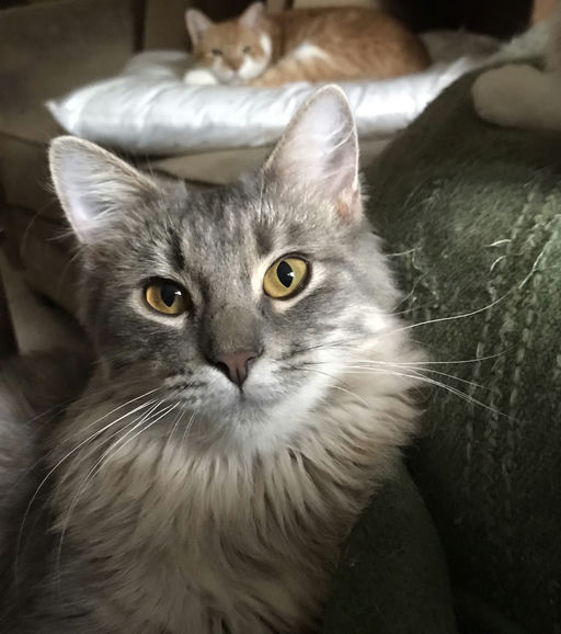 cats - Kiki Image 3