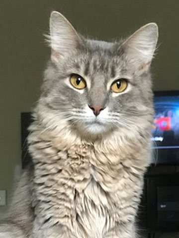 cats - Kiki Image 6