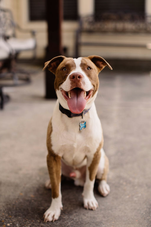 dogs - Copper Image 11